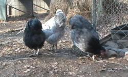 I have some extra rooster that are of a quality for breeding in a flock. I had more then I needed and have made my picks. I thought I would offer my extras, which are only of my highest quality, for others that may need them in their flocks. They are