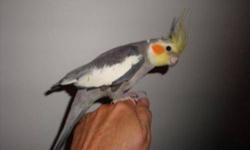 I AM OFFERING OUT OF THE NESTBOX,BABY COCKATIELS TO EXPERIENCED PEOPLE THAT KNOW HOW TO HANDFEED.I HAVE BEEN FEEDING THEM FOR A WEEK.THEY ARE 3 WEEKS OLD.THESE ARE BIG HEALTHY BABIES.SERIOUS INQURIES ONLY PLEASE.618-420-4695