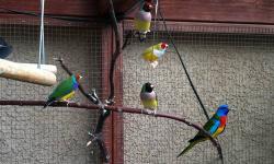 -1 beautiful pair of orange/yellow headed purple breasted green backs for $ $130
-1 male yellow back, white chested red head $90
-2 available red headed females $65 each
Also available...
----Aviary for sale $750. 7X4 foot and 6 foot tall. Redwood with .5