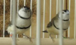We have an Owl Finch pair for sale. Yes, this is a true pair M/F. Owl finches are cute and active, very entertaining. These are healthy and active. $160.00 for the pair, will not separate. This is less than I paid for them in the spring and now they are
