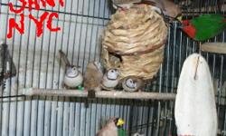 Fawn OWL finches ((Mutation Owl)) is hard to come around for sale, total 11 for sale all 2013 leg bands Each $ 90.00
from 3 different blood line
I can make 4 unrelated pairs,ready to breed
AND
This Chestnet Breasted Mannikin Finches are strikingly
