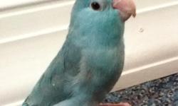 Selling a a female blue pacific parrotlet. She is 5 months old, healthy and is also hand tamed. I keep her wings clipped and handle her everyday to ensure she is used to being held. I'm asking $100 firm. I don't have any cages available.
