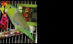 This is Perry, the Pacific Parrotlet. This little male has nice markings and the pictures don?t do him justice. Perry is still young and could easily be hand tamed in no time. He likes to eat about anything. He will eat the natural pellets, seeds and nuts