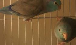 Single Blue Parrotlet - female
Blue Male-Female Bonded Pair (will not seperate)
Blue/Green Male-Female Bonded Pair (will not seperate)/ (SOLD)
All parrotlets are 2yrs old and perfect age to set up for breeding or kept as pets only.
Please have some