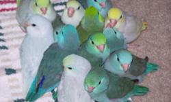 We have several newly hatched Parrotlets being hand-raised by professional aviculturist with 23 years experience. All our babies are well-socialized, handled and trained, and raised in a family setting and accustomed to everyday activities and noises. Our