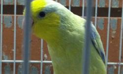 We have 6 females Pacific Parrotlets 2 and 2 1/2 months and 1 male 2 months old tame
5 Baby blue
1 American white and
1 male American yellow
Ceasar Pet Store
1941 South Military Trail, West Palm Beach fl
This ad was posted with the eBay Classifieds mobile