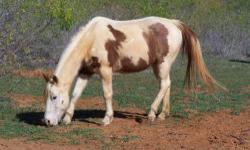 15 year old Paint
Beautiful brown and white gelding
A little over 15 h., big boned
Use to be on Bexar County Mounted Patrol.
He has been in parades, search and resuce, and crowd control.
Has been put through agility training in order to be police