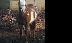 PAINT GRADE PONY.MARE. STOUT BUILD. $795.00 cash takes her. Name is Patches. anyone can ride. Stands for farrier, ties, loads, rides. can do pretty much anything on. call 937-371-5647 for a new home for patches with a loving child on the other side.