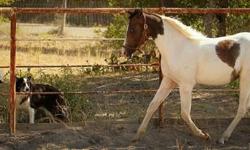 Paint/Pinto - Cazador 12-082 (luckys Cash N Gold) - Medium
CHARACTERISTICS:
Breed: Paint/Pinto
Size: Medium
Petfinder ID: 25224953
ADDITIONAL INFO:
Pet has been spayed/neutered
CONTACT:
Habitat for Horses | Hitchcock, TX | 866-434-3737
For additional
