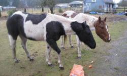 Paint/Pinto - Checkers & Scarlett - Medium - Adult - Female
These horses belonged to a man who is currently in hospital and who will go to an assisted living facility when he is well. He can no longer care for his horses, so they were given up. They are