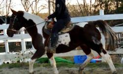 Paint/Pinto - Cocoa - Medium - Adult - Female - Horse
Cocoa is a triple registered 1/2 Arab, Pinto, National Show Horse. She is 17 years young and 15.2 H. Cocoa is a fancy mover typical of her breed and well broke under saddle. She is a special girl