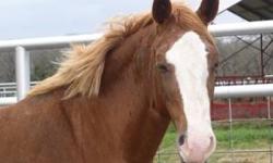 Paint/Pinto - Cricket - Medium - Adult - Female - Horse
Name: Cricket
Breed: Paint/Pinto
Gender: Female
Color: Paint
Description: Cricket is a 5 yr old paint mare...ready for training.
If you are interested in Cricket or any other horse, dog or cat,