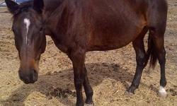 Paint/Pinto - Mary Jane - Small - Adult - Female - Horse
CHARACTERISTICS:
Breed: Paint/Pinto
Size: Small
Petfinder ID: 25224936
CONTACT:
Habitat for Horses | Hitchcock, TX | 866-434-3737
For additional information, reply to this ad or see: