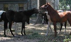 Paint/Pinto - Oreo - Small - Young - Female - Horse
Minature horse very loving adopt for $650
CHARACTERISTICS:
Breed: Paint/Pinto
Size: Small
Petfinder ID: 2403069
CONTACT:
Silver Horse Ranch & Rescue | Lockhart, TX | 512-376-4865
For additional