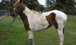 Paint/Pinto - Shawnee - Medium - Adult - Female - Horse
Shawnee came into our rescue program on October 24, 2012. Shawnee came from the Oklahoma City Animal Welfare Division along with 6 other horses. Shawnee is a Beautiful, Sorrel/White, Paint, Mare.