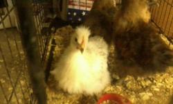 I have one paint cockrel Silkie & 2 partridge Silkie pullets. $10 ea. Located 38 miles west of Winchester, VA or 25 mins west of Wardensville, WV. Call 304-703-8857