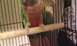 I have two young painted conures for sale. I kept them back for breeding. Both are not tame. They are close banded and came with dna papers. They came from the same clutch. They're both healthy the picture above are the actual birds. I have one male and