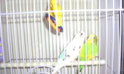 My friends children are not being responsible for their parakeets and have lost interest. She is tired of cleaning and feeding them. It is a mostly white with blue female and a green and yellow pied male. I am told they have had babies before. They come