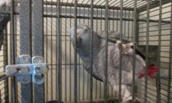 I have a Pair of Proven breeder African gray parrots. I believe they are both in their teens. They are banded, proven for previous owner. I believe it is just too noisy here for them. If you have a quiet place for them this is a good investment, Neither