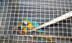 I have a pair of gorgeous Blue & Gold macaw proven breeders (proven for me), THESE ARE NOT TAME, THEY ARE BREEDERS. They are very good parents and will sit and feed until you pull the babies. I am licensed and inspected regularly with the State of Ga.
