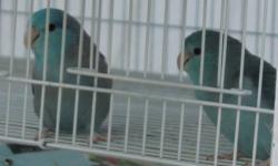 Pair of Blue Parrotlets 11-12 months old. They are ready to start breeding.
Call Bob at 727-237-9022