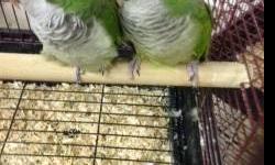 They are Surgically sexed & tattooed by Dr. Scott McDonald, They are Male and Female, they are 4 years old Hatched April 2008 they are extremely bonded, They have not been bred though but they absolutely hate being away from each other. I had them shipped