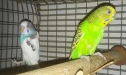 Mom and Dad Parakeets for sale. Must go ASAP.
$50 without cage
They are sure breeders.
(Or will trade for a male yellow peach face Love bird)
Male Blue and White
Female Green
Please feel free to send an SMS to 252-258-0423 if interested
or respond to