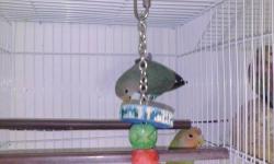 Orange male 1 year old and a great singer
Grey female canary also 1 year old selling both canaries as a pair !