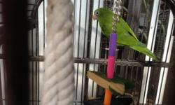 Pair, 1 male and 1 female Canary White Winged Parakeets about 1 1/2 years old. Totally bonded, so they are not really pets, but can be picked up. Could possibly be breeders. $100 for the pair.
I also have a male Canary Yellow Winged Parakeet, a little