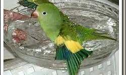 I have a pair of DNAed canary wings for sale in good feather and healthy. they are working the nestbox
need to downsize ASAP
918-855-3280 918 242 3408
will not ship
