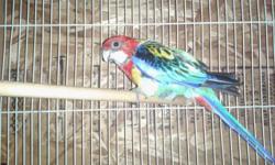 Trying to rehome my pair of Eastern rosellas they are beautifully feathered they have all toes they are not loud and more for breeding than pets if interested please call or text 619-376-7318