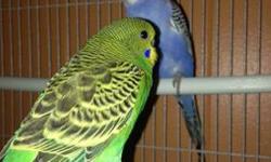 I have a pair of baby parakeet 2 month old with cage very nice
This ad was posted with the eBay Classifieds mobile app.