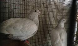 Sale one pair of homer pigeons AndalucÃ­a color, nice color y Healthy $50 for The pair. Sale togerger, ready to bread! Hablo espaÃ±ol! Text, call or email me.
This ad was posted with the eBay Classifieds mobile app.