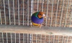 selling a pair gouldian finches male and female
price for the pair $95 call or text
818 714 3583...hablo espaÃ±ol