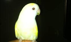 2 lovebirds looking a good home male /female only male is tame come w/cage ,nest box
This ad was posted with the eBay Classifieds mobile app.