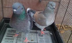 I am selling this great pair of pigeons for $40 the pair. I have a second young pair available too. $65.00 for both pairs. All four are NPA banded. One is a '10 the other three are '12.