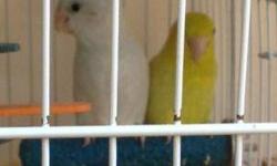 I have a pair of parrotlets. Female is American White and male is Yellow. Nice pair that is strickly on roudybush pellet diet. If interested, please contact Tricia at 916-308-8088.