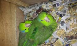 pair of blue parrotlets told they are proven but i only have the one pair and found out you need more then one pair for them to breed.