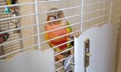 Proven pair of Pineapple Green Cheek Conures. I'm pulling their four babies now. They are great parents, generally lay 6-10 eggs, and usually hatch 4-6 eggs. All eggs are fertile, she just lays more then she can sit on. The male has extra red on him and