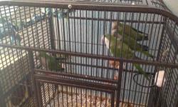 I have two Pair of two years old green Quaker parrots ready to lay eggs, good parents. $400 per pair, please call or text 1(602)999-5552.