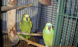 a friend of mine has a pair of quaker parrots she would like to trade for smaller birds like green cheek conures pair or ? she has a blue female and a green male quaker pair if interested serious calls only do not email as i won't answer any emails only