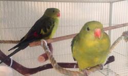 2 beautiful 1 year old Regent Parakeets for sale together