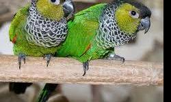 I have a pair of rosifrond conures , healthy and in
perfect feather (except for tail due to bars) 2 yrs old sacrafice at $500 per pair. Paid $800
Have to downsize ASAP
I will not ship. Oklahoma Ark or Mo. might be able to meet half way.
originally had 1