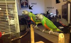HI IM SELLING A PAIR OF SENEGAL PARROTS THE MALE IS AROUND 7 YEARS FULLY FEATHERED AND THE FEMALE IS AROUND 5 YEARS FULLY FEATHERED THEY ARE BOTH HEALTHY I WILL SELL THEM AS A PAIR ONLY
ANY QUESTIONS PLEASE EMAIL ME ILL GET BACK AT YOU ASAP
[email