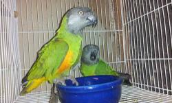 I heve a pair of proven senegal parrots if interested call me at 832-438-21-78 obo thanks
