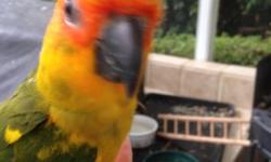 This beautiful pair of Sun Conures were hand raised and are approximately 8 months old. Sold at most places for $300-$600 each, we are only asking $350 for both. A cage is also available for $125.
We are located in the W. Palm Beach area. We can also meet