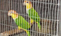 3 years old pair of white belly caique perfect feathers please contact alex 786 290 4131 thank u yellow thigh... I do ship