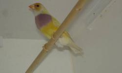 Sell one pair of Yellow Lady Gouldian finches born, raised in aviary and ready to breed.
Female: Yellow back, Orange head and lilac breast
Male: Yellow back, Light grey head and Purple Breast