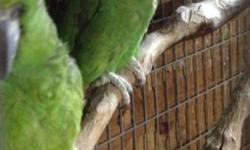 This ad is for a proven breeding pair of Yellow Nape Amazons. They are healthy birds, they don't pluck their feathers. These birds are not pets--they are breeder birds but they do speak a little. Lola the female sings, I left my hear in San Francisco and