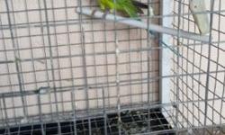 Pair PLUM HEAD parakete. Two years 1/2 old.
Call or tex 7864885939.
